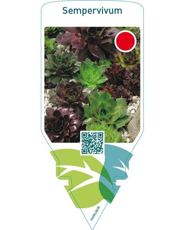 Sempervivum  mix ( without EANcode)