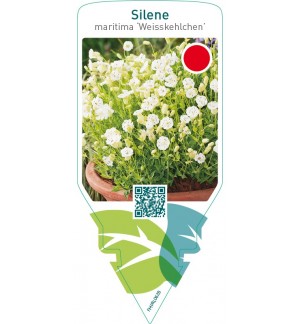 Silene maritima ‘Weisskehlchen’