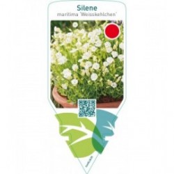 Silene maritima ‘Weisskehlchen’