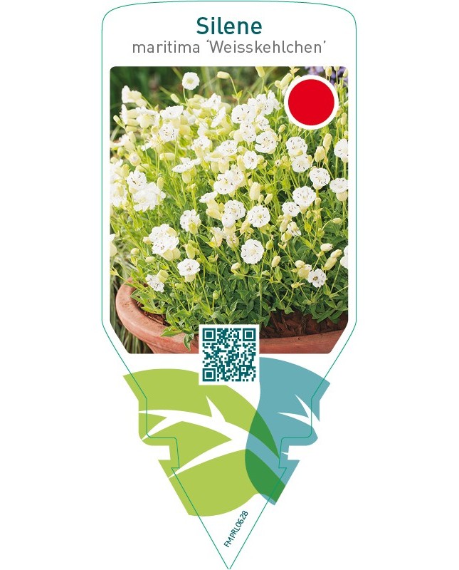Silene maritima ‘Weisskehlchen’