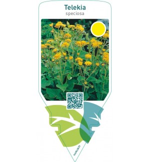 Telekia speciosa
