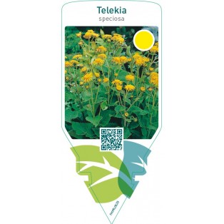 Telekia speciosa