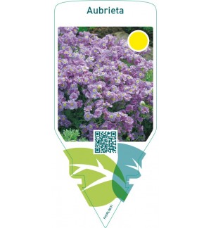 Aubrieta  lilac