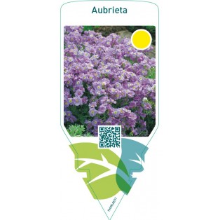 Aubrieta  lilac