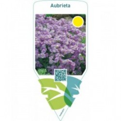 Aubrieta  lilac