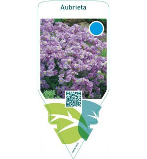 Aubrieta  lilac