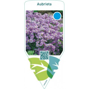Aubrieta  lilac