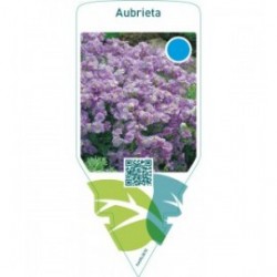Aubrieta  lilac