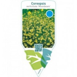 Coreopsis verticillata ‘Moonbeam’