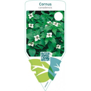 Cornus canadensis