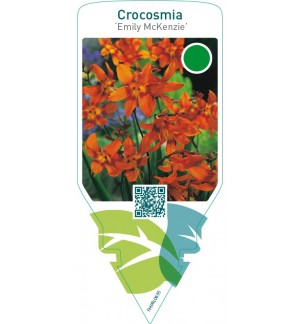 Crocosmia ‘Emily McKenzie’