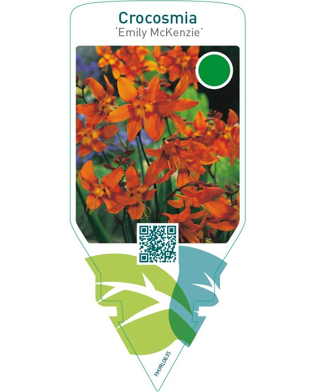 Crocosmia ‘Emily McKenzie’