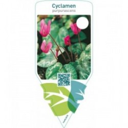 Cyclamen purpurascens