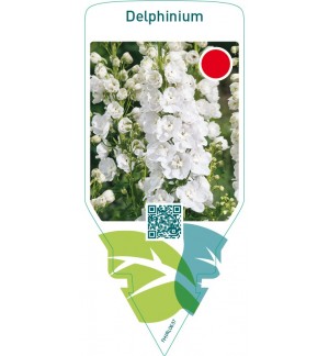 Delphinium  white