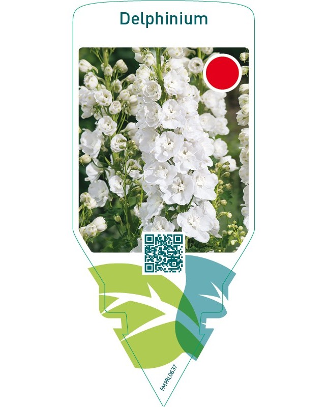 Delphinium  white