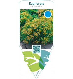 Euphorbia cyparissias