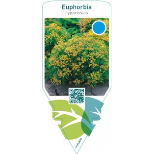 Euphorbia cyparissias