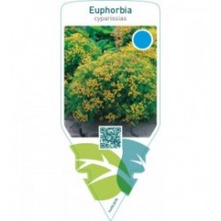 Euphorbia cyparissias