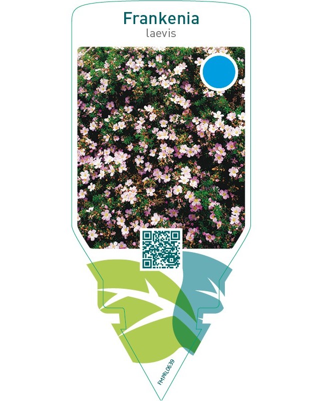 Frankenia laevis