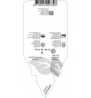 Etichette di Frankenia laevis *