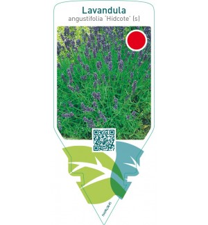 Lavandula angustifolia ‘Hidcote’ (s)