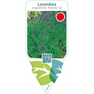 Lavandula angustifolia ‘Hidcote’ (s)