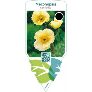 Meconopsis cambrica
