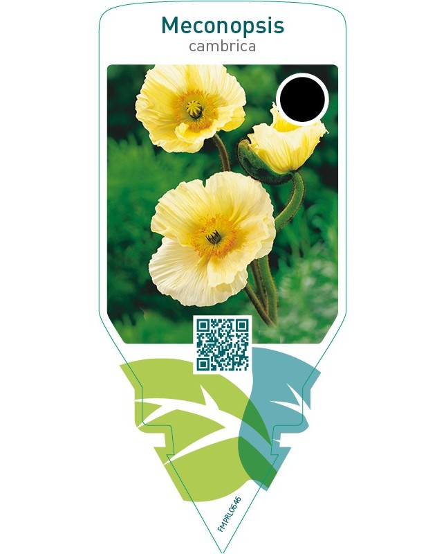 Meconopsis cambrica