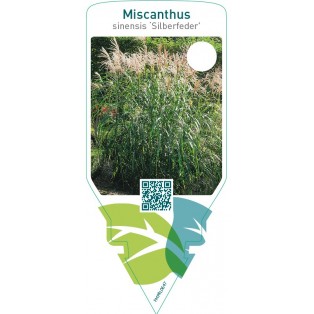 Miscanthus sinensis ‘Silberfeder’