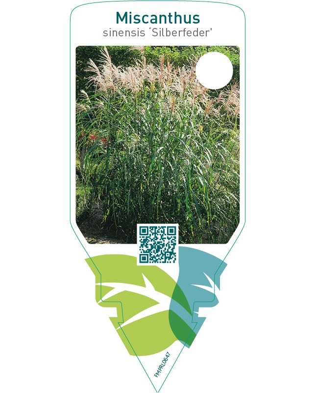 Miscanthus sinensis ‘Silberfeder’