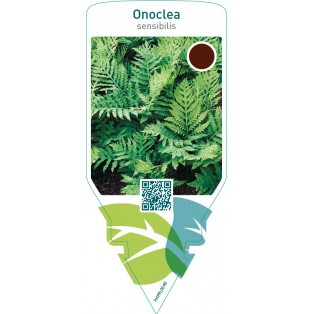 Onoclea sensibilis