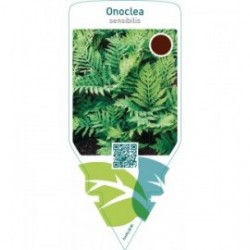 Onoclea sensibilis