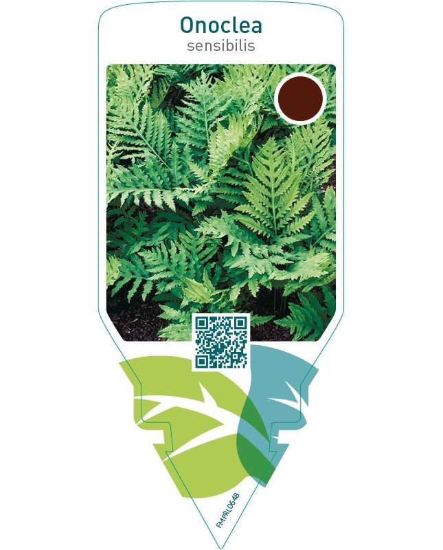 Onoclea sensibilis