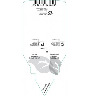 Etichette di Onoclea sensibilis *