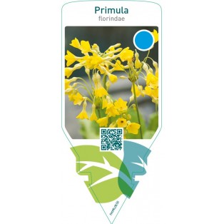 Primula florindae