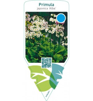 Primula japonica ‘Alba’
