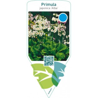 Primula japonica ‘Alba’