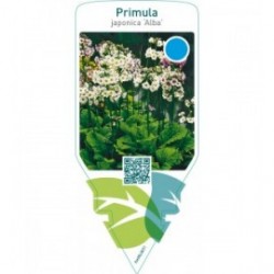 Primula japonica ‘Alba’