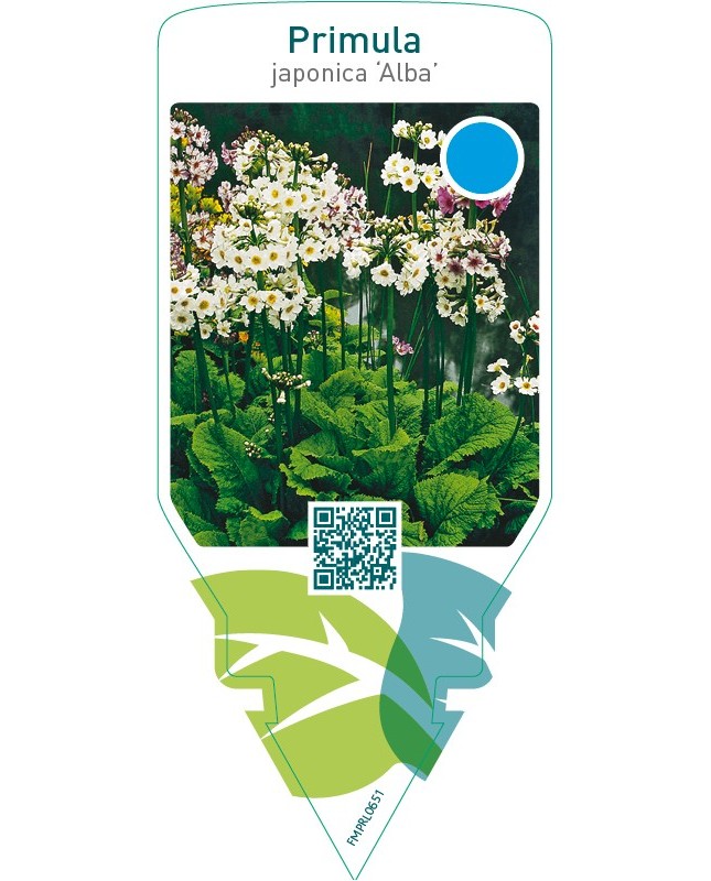 Primula japonica ‘Alba’