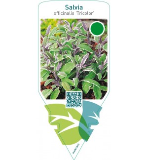 Salvia officinalis ‘Tricolor’