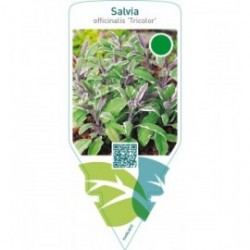 Salvia officinalis ‘Tricolor’