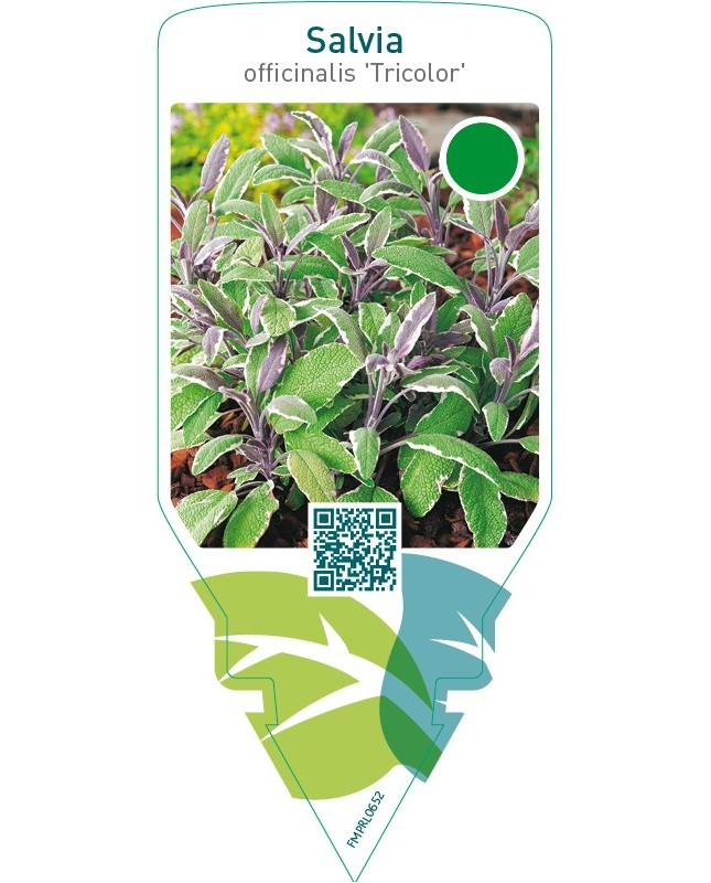 Salvia officinalis ‘Tricolor’