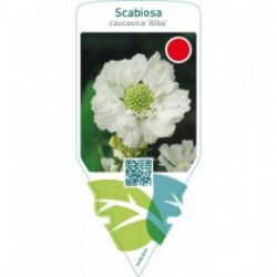 Scabiosa caucasica ‘Alba’