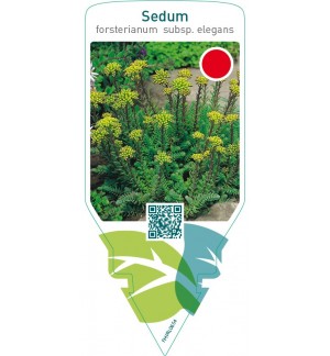 Sedum forsterianum  subsp. ‘Elegans’