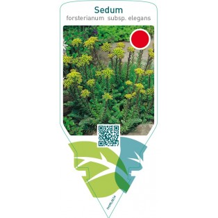 Sedum forsterianum  subsp. ‘Elegans’