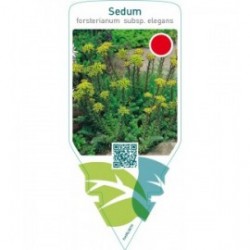 Sedum forsterianum  subsp. ‘Elegans’