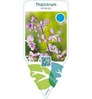 Thalictrum delavayi