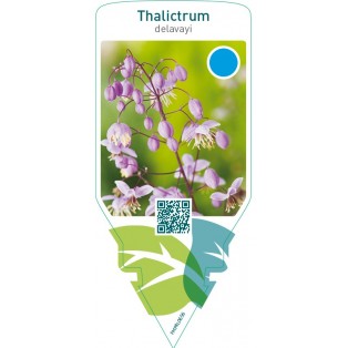 Thalictrum delavayi