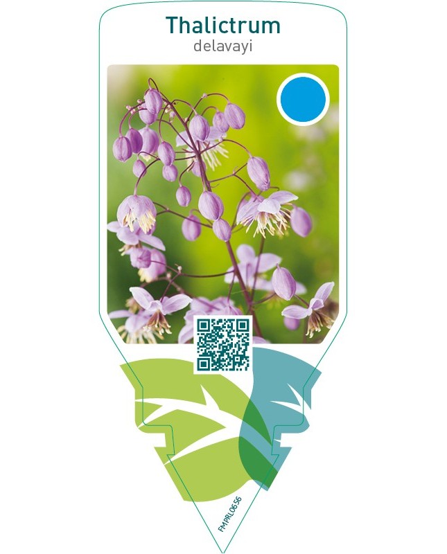 Thalictrum delavayi
