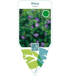 Vinca major  blue